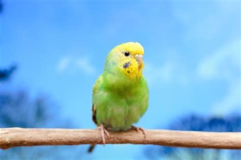 風水鳥|縁起の良い鳥15選！幸せを呼ぶ鳥・幸せを運ぶ鳥 